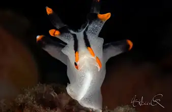 Modules récifaux Talisay 2 Sea Dream